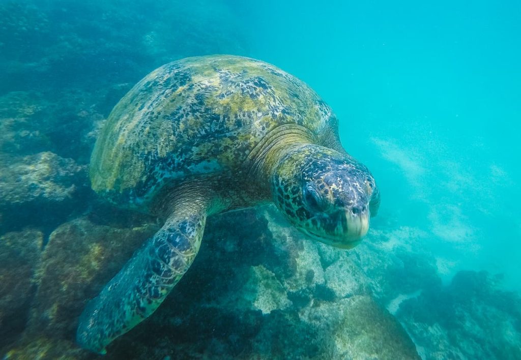 Santa Cruz sea turtle