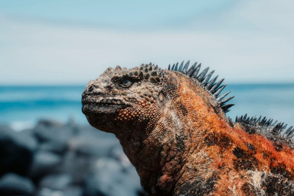Galapagos cruise booking tips