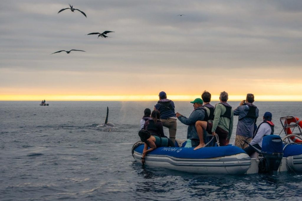 how many guests on a Galapagos expedition yacht