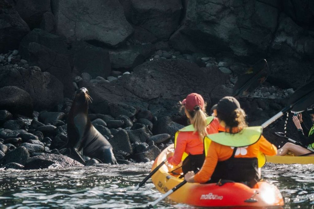 luxury Galapagos cruise for wildlife lovers