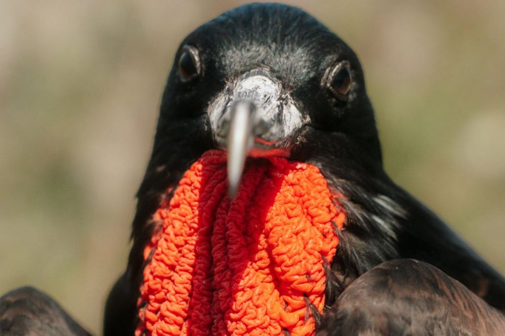 when to book a Galapagos cruise