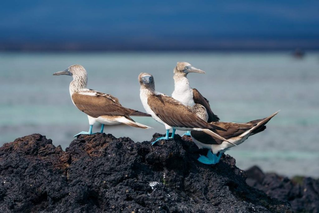 Blue-footed Booby