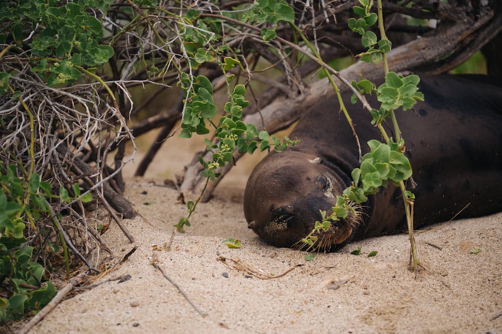 darwin galapagos first island visited