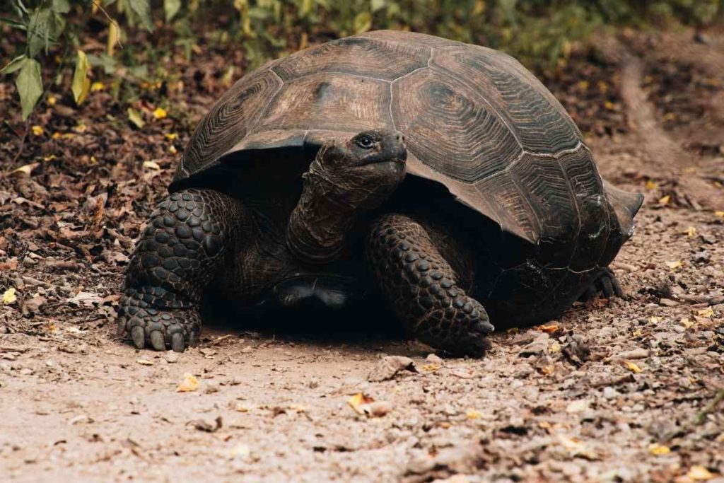 Galapagos giant tortoise
