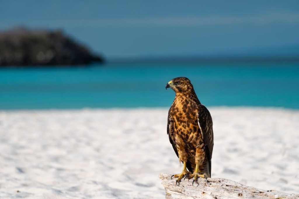 Galapagos Hawk