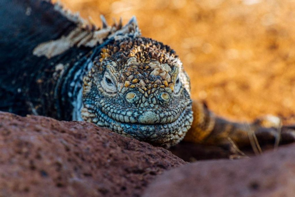 Galapagos marine iguana
