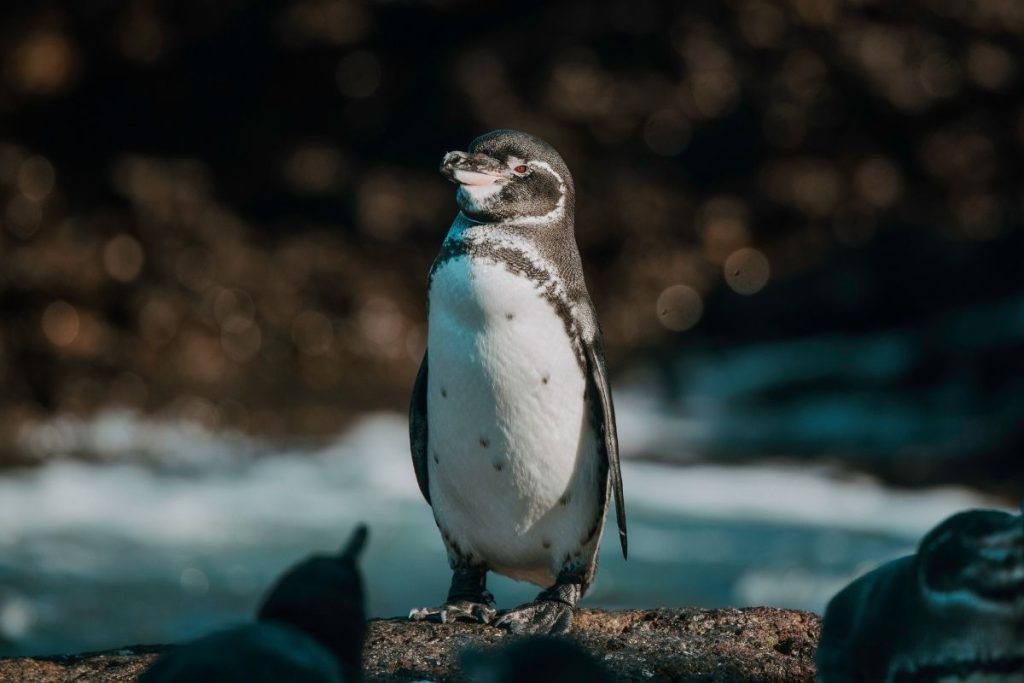 Galapagos penguin