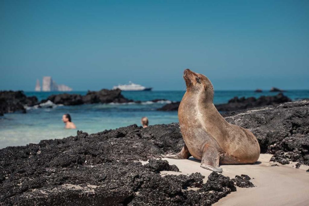 Galapagos Sea Lion