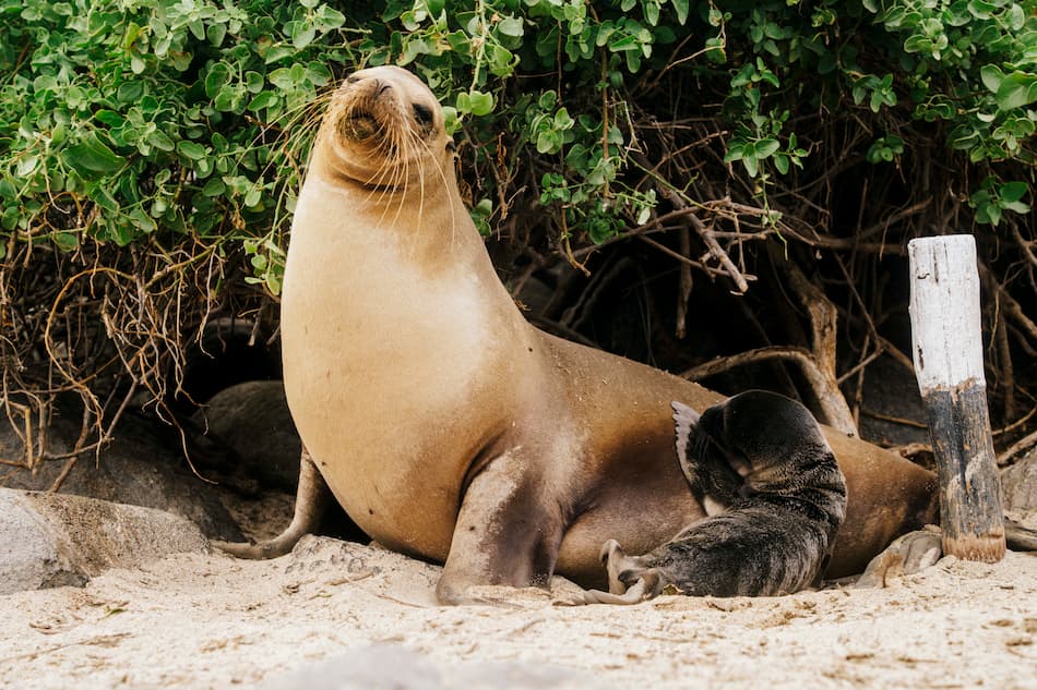 best time to visit Española Island April Galapagos