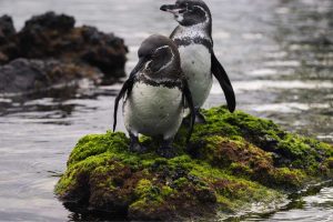 Ecoventura Galapagos conservation cruise