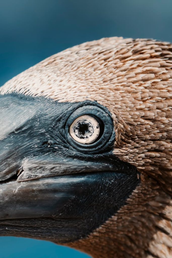 Galapagos albatross breeding location Ecuador