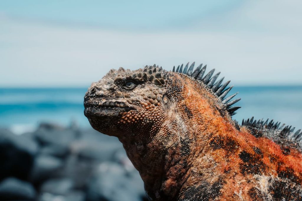 Galapagos UNESCO World Heritage Española Island