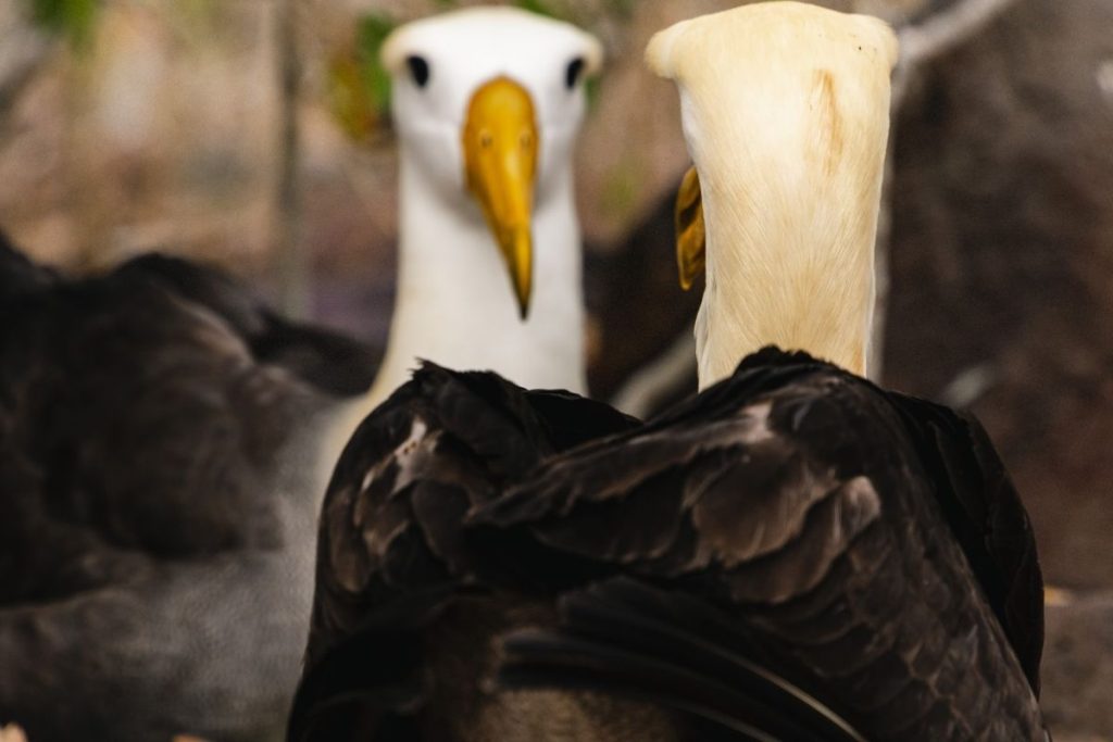 waved albatross dance Española Island