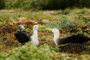 Why April is one of the best months to cruise the Galapagos in luxury