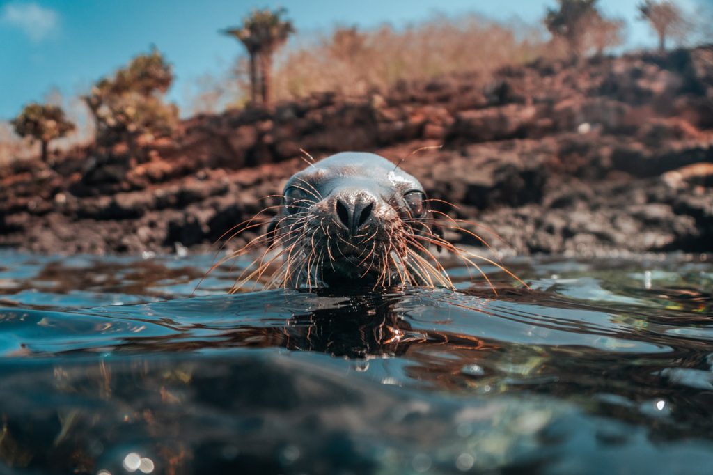 galapagos photo